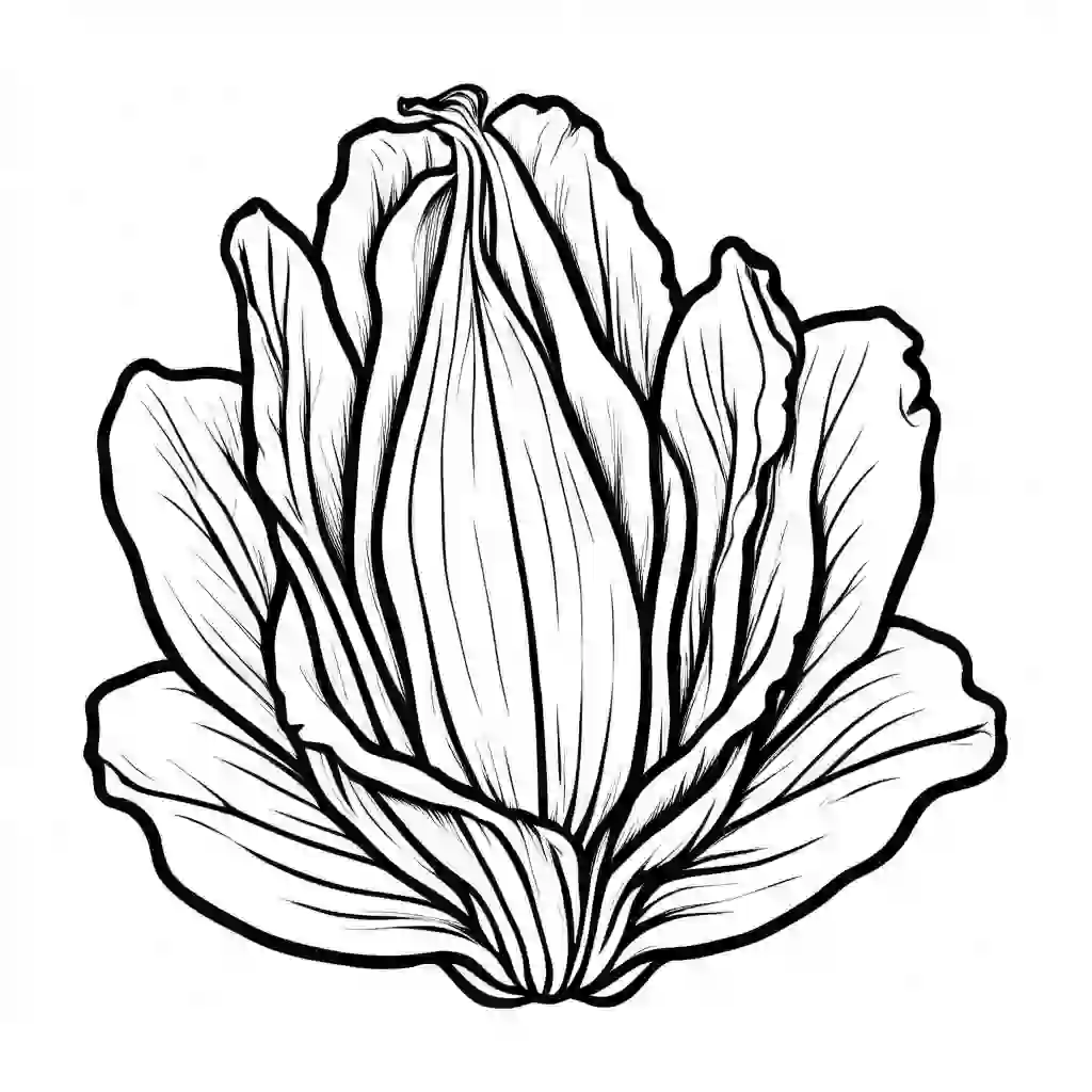 Lettuce coloring pages